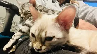 Bengal cats are the best lap cats!
