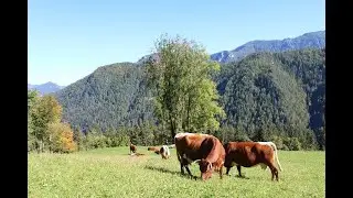 Dobra praksa dobrobiti živali - KMETIJA ZAGRADIŠNIK