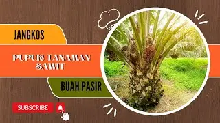JANGKOS DIJADIKAN PUPUK TANAMAN SAWIT