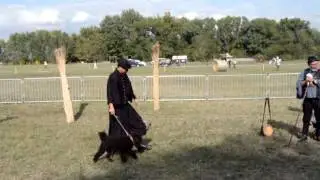 Magyar pásztorkutyák - Hungarian sheepdog breeds