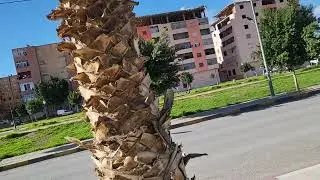 Sidi bel abbes Aujourd'hui 12 degr&eacute;s. 11 janvier 2026.