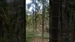#nature #aceh #indonesia #beauty #shortvideo #storywa #world