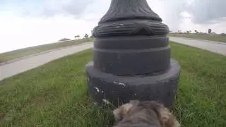 Dog-Cam! Lulu the schnauzer hears thunder and PANICS!