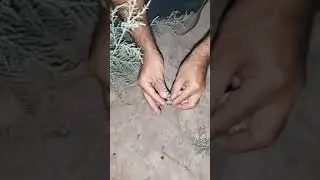 ثعبان متسابق السهول .احد الثعابين الغير سامه واسعة الانتشار في العراق