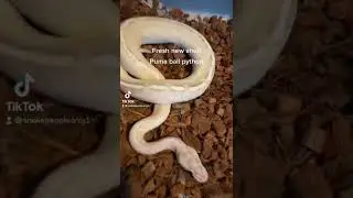Fresh shed puma ball python