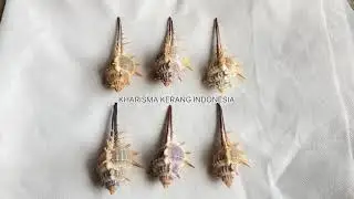 MUREX TERNISPINA MUREX NIGROSPINOSUS MUREX SHELL MUREX SNAIL ROCK KERANG MUREX KERANG SISIR