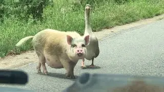Pig and Goose Going for a Walk Together || ViralHog