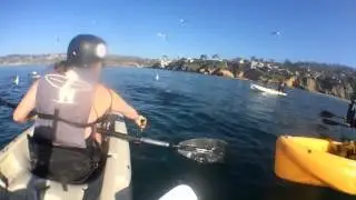 Sea Lion Vs. Shark