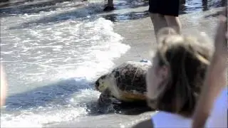 turtlerelease