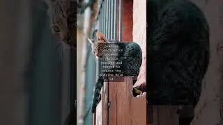 The Mysterious Art of Cat Purring Unleashing the Power with AlacrityAs we gaze into...