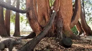 Hand-feeding Friendly Squirrels on Vancouver Island: A Squirrel Vlog