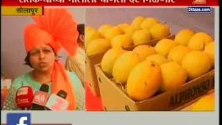 Solapur Festival Organized Of Mango
