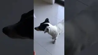 หิวตลอด #lovestory #doggielife #lovedogs #pets #dog #love #animals #cute