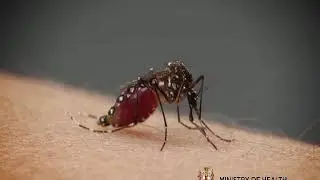 The Ministry of Health's Mosquito Prevention Video