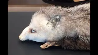 Zool 4640 Monotremes & Marsupials Lab - Video 2, Didelphimorphia