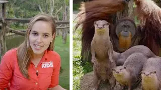 Learn How Orangutans and Otters Live Together at the Zoo