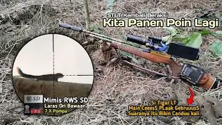 Berburu di spot baru‼️STLT kembali beraksi auto panen lagi || bajing dan tupainya sangat melimpah