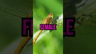 SEND this to SOMEONE who has similar problems as DRAGONFLIES
