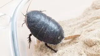 Polyphaga saussurei towing an ootheca