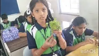 CH-2 Diversity in living world activity of Roots Grade-6 Creators