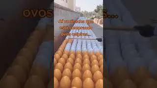 Ent&atilde;o voc&ecirc; achou que eram ovos caipira? 🤣👆  &eacute; cada uma kkk #galinha #ovos #ro&ccedil;a #farturanaro&ccedil;a