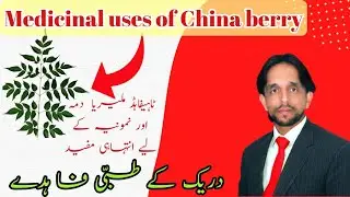 Medicinal uses of china berry (Melia azedarach)/Dharaik k faiday/Bakain tree/indian lilac