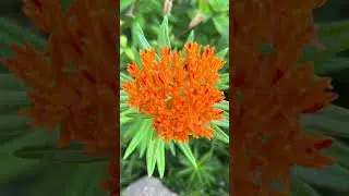 5 ways to help pollinators in your own backyard