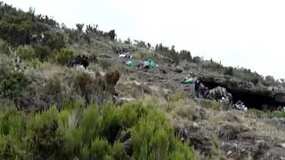 White Neck Raven at Kilimanjaro