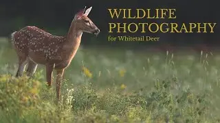 Nature Photography- HOW TO TAKE STUNNING IMAGES OF WILDLIFE - whitetail deer using a photo blind