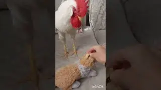 AGRESİF ATARLIMI ATARLI AMA &Ccedil;OK TATLI OĞLUM BENİM