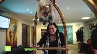 Hullu Poro Family