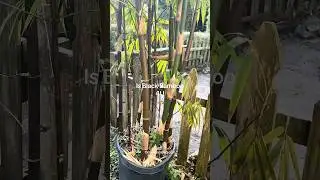 &ldquo;This Bamboo Grows 30ft Tall & Blocks Neighbors FAST (Florida Privacy Screen)&rdquo;