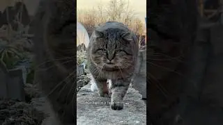 ✨ Привет, мой хороший! ✨ Hey, sweetie. #barsik #cat #cute #catvideos