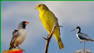 #1 Birds compilation, the last one is my favourite. Birds vocalizing / bird sounds.
