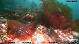 Kinnvika, Hinlopen Strait, Svalbard - MS Fram - 27th June 2024