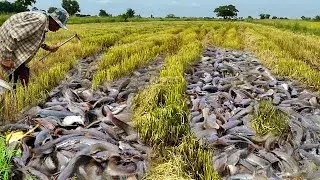 How to Successfully Fish for Copper Snakehead Species