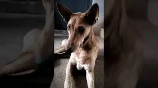Filming And Editing My Dog Like He's a Car #trend #trending #trendingshorts #viral #dog #caredit