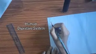 How to Draw Digestive System || Step by Step || Easy to Practise || Board exam preparation 