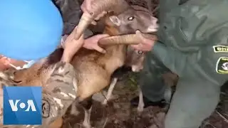 UN Forces Rescue Entangled Horned Sheep in Cyprus