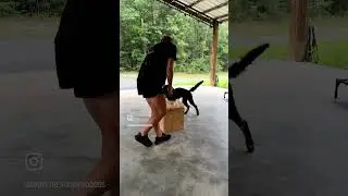 Diabetic alert dog Ephie