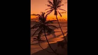 117 - [FREE] BLVCKCHINESE type beat - PALMEIRAS