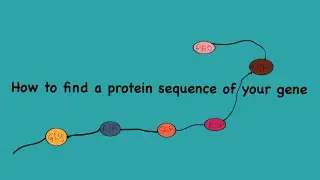 How to find a protein sequence of your gene of interest