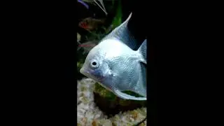 AQU&Aacute;RIO PLANTADO &Aacute;GUA DOCE #SHORTS