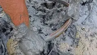 Traditional Best Eel Fishing | Catching Eel Under Deep Mud By Hand
