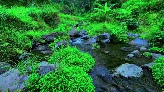 Relaxing Mountain Stream Sounds | Flowing Water & White Noise for Sleep and Relaxation