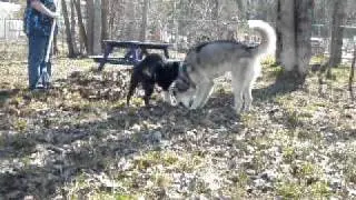 Merrik.AVI