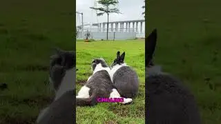 🐱 Лучший друг кошки &mdash; кролик! 🐰