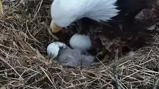 Welcome to the world, DH1! Hatchery Dad sees his eaglet for the first time.