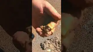 Beach Find &ndash; Lost Gold Ring in the Sand!