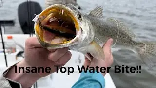 Giant fish Inshore fishing in Steinhatcee! net was needed&hellip;